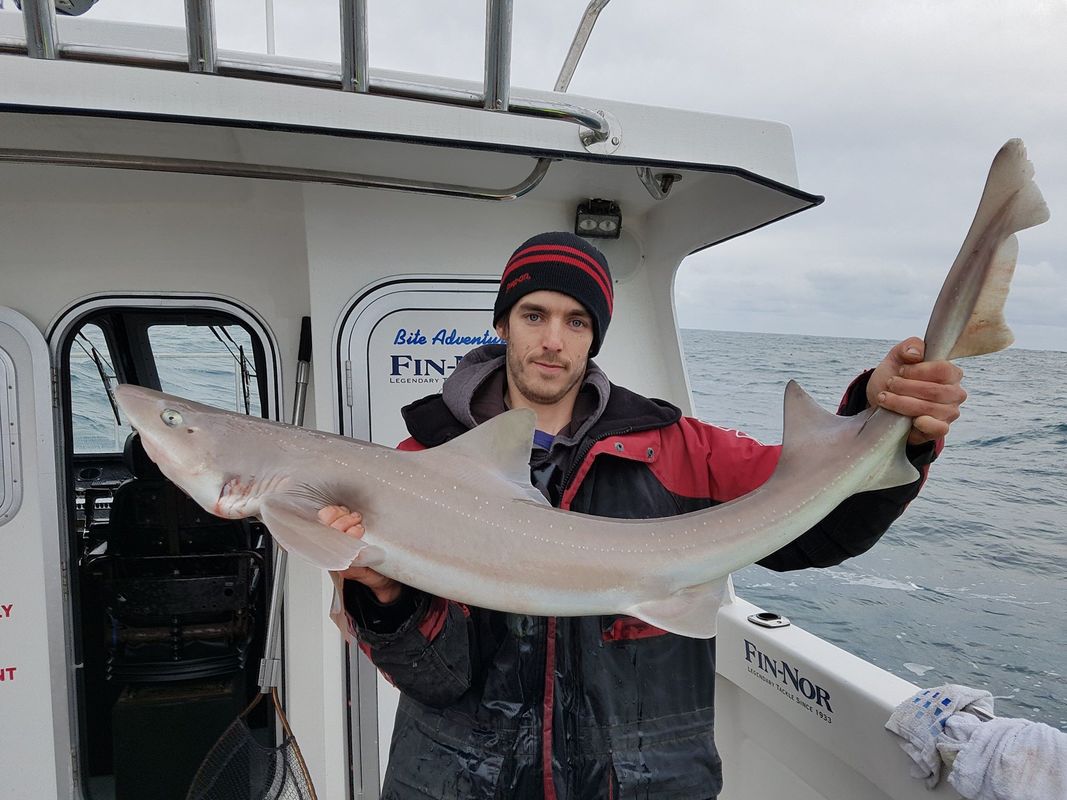 PictureAdam Boyns sets a new Mounts Bay Angling Club record with a Smoothound of 20lb!