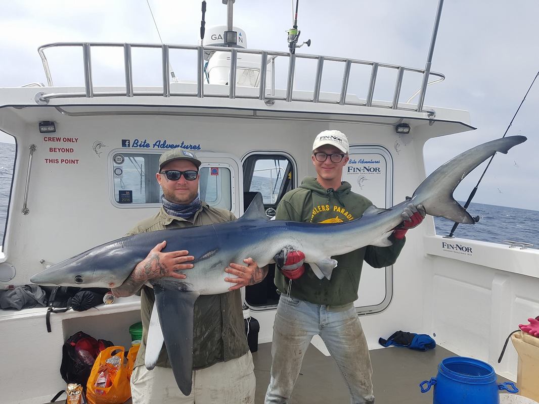 A nice Blue Shark caught in June on Bite Adventures