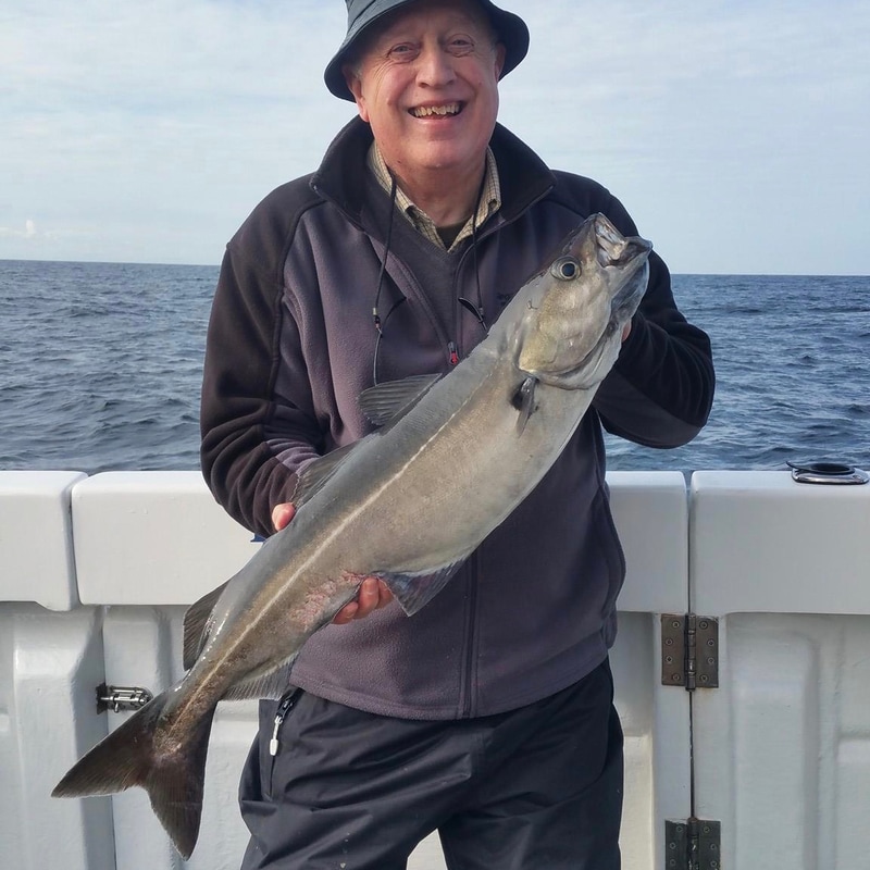 A nice Coalfish caught on a Bite Adventures Wreck Fishing Trip