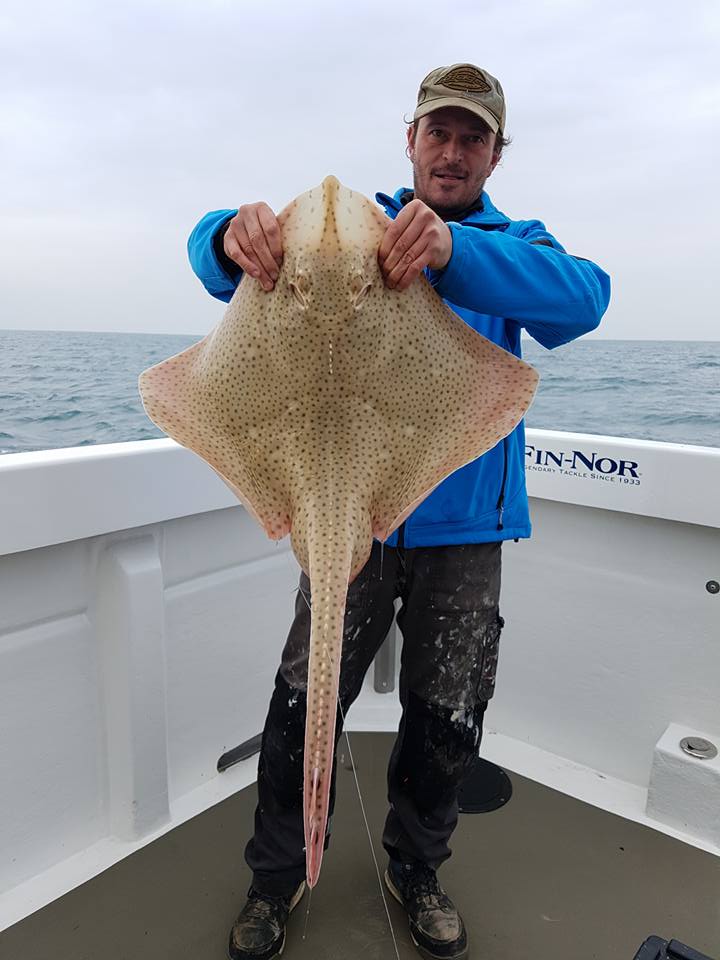 A nice Blonde Ray caught off Penzance